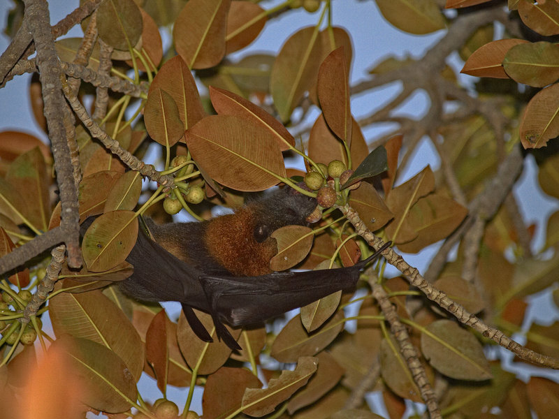 Sydney, Fruit Bat